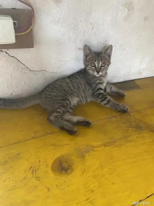 我的猫在别人眼里是丑猫,可在我眼里它是家人,猫没了我伤心欲绝