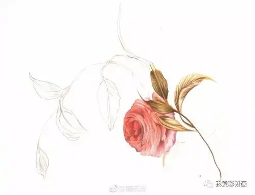 彩铅手绘花卉
