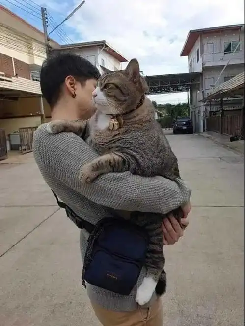 看到男子抱一只猫,走近一看有点吃劲
