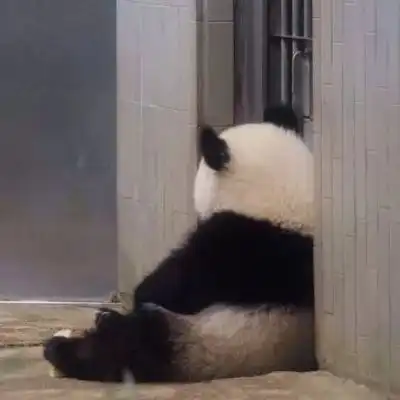 小熊猫可爱又调皮的头像沙雕头男生头像我要个性网