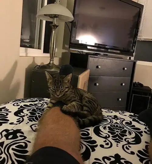 下班回家打开门,猫咪正坐在椅子上欢迎我,等等,我没养猫啊
