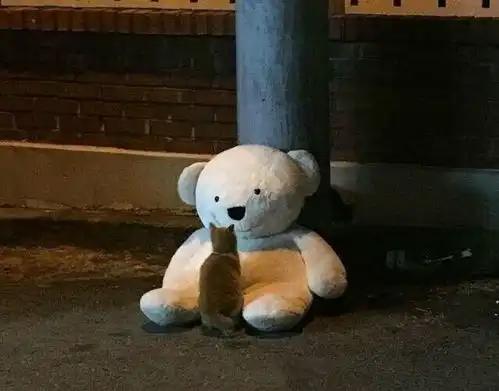 流浪猫你丢掉的垃圾,却是我最爱的宝贝
