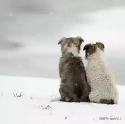 心若相知,无言也默契

