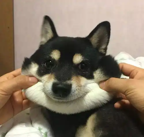 日本的黑色柴犬和中国的四眼犬怎么区分
