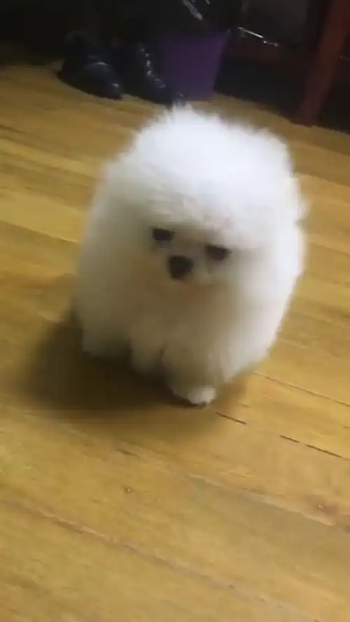 主人没给它洗澡生气了,委屈的眼神让人心疼,最后的叫声太萌了