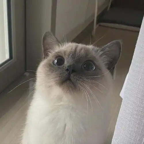 猫gif第一次见到猫咪是这样下床的
