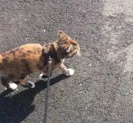 贪玩小猫沦落为流浪猫,为了重回幸福生活,竟赖在别人家里不走了