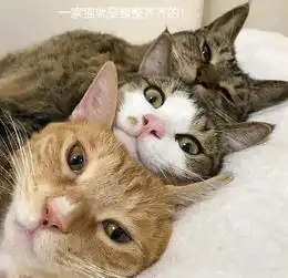 男子养了3只猫咪,看到它们的睡姿后网友被圈粉了