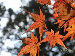 日本风光和岚山灯节消费类dc评测与试用