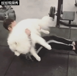 男子养了萨摩耶后连女朋友都省了