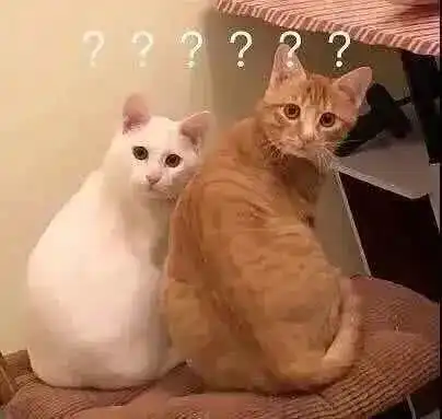 辟谣假装丢猫并不会让猫变乖,弃猫效应的真相是