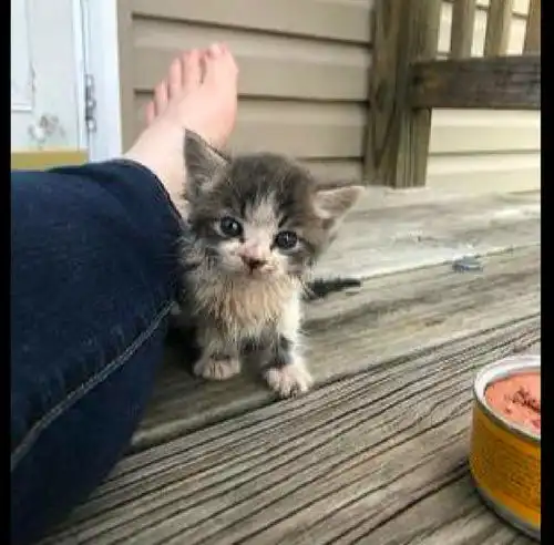 两只流浪猫误闯院子,接连蹭男子脚寻求帮助,只因认他是善良的人