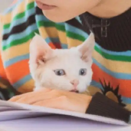 易烊千玺娴熟的怀抱小猫粉丝表示不想做人