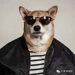 我的品位和气质,不如一只狗
