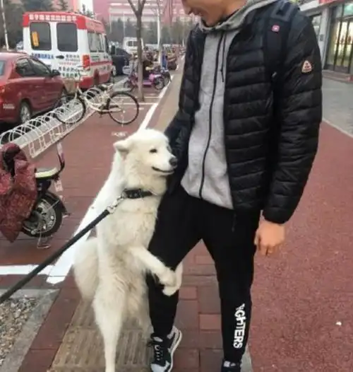 萨摩耶遇帅哥春心荡漾,一脸花痴的抱着帅哥的大腿不让走