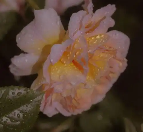 适合长期不换的高质量心情文案