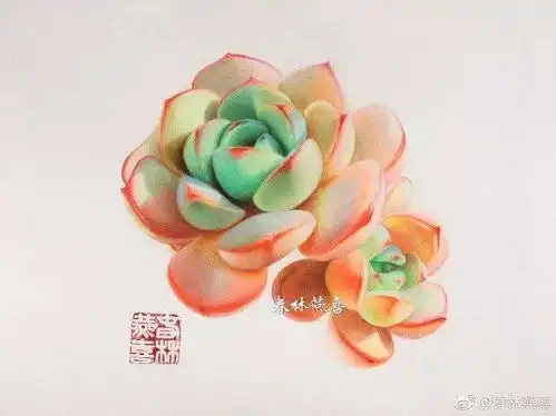 彩铅植物画入门新手画彩铅多肉素材,彩铅多肉步骤图