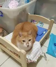 主人用前男友送的盒子收集猫毛,6年后,攒了一块砖头