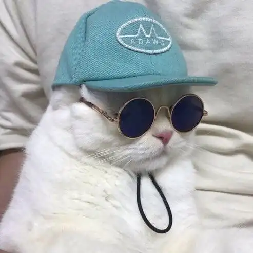 衬衫命的相册我不做随便的猫咪