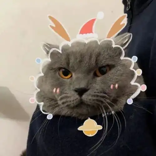 猫猫狗狗动物情头我今晚最烦恼的事情还是抱不到我最爱的男孩
