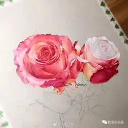 超美的彩铅花卉过程图分享