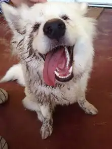 萌力和柴犬不相上下在冬天最能疗癒你心的是