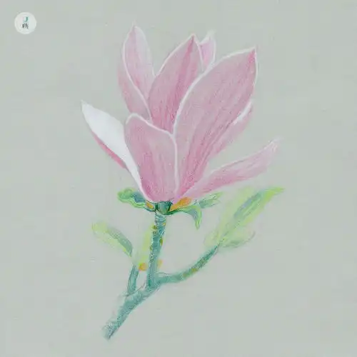 彩铅玉兰花