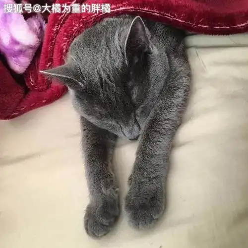 男子救了一只未睁眼的小猫,家人却不许他养猫,他竟带着小猫搬家

