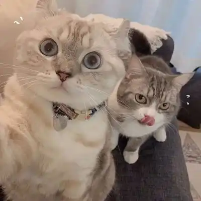 猫系列的情侣头像一左一右2020年两个猫咪的情头超萌版
