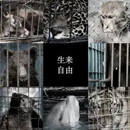阅读揭秘动物旅游业的10大黑暗真相
