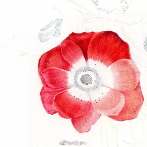 干货彩铅手绘束瓶插银莲花