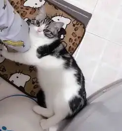 猫见主人上厕所抱腿又装死最后蹲马桶上原因让主人好尴尬