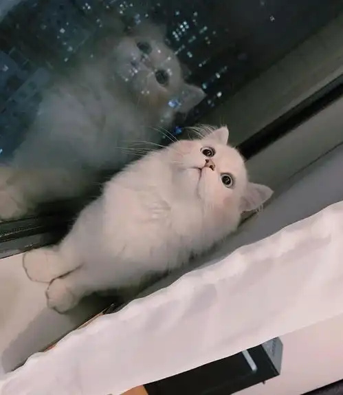 两只猫咪接连离世,铲屎官悲痛欲绝,甚至患上抑郁症了