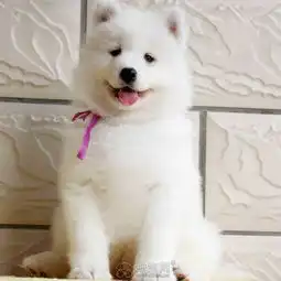 纯种萨摩耶幼犬找新家一保证纯种一保健康南昌宠物美容
