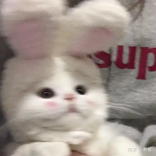 有没有沙雕的动物头像
