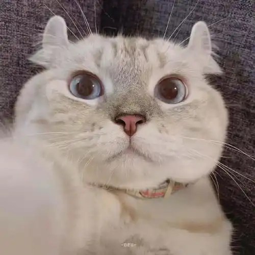 猫用卵磷脂有必要去吃吗
