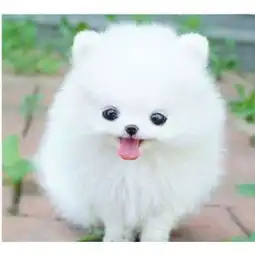 广州博美犬价格_广州哪里有卖博美犬,大概俊介多少钱一只_哪里有卖博美犬图片-黄页88网