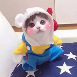 男子养了六只柴犬,看到他平时的生活状态,网友直呼甜蜜的负担
