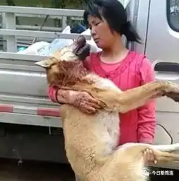 爱犬惨被割喉而死,只因与邻家名犬交配搜狐