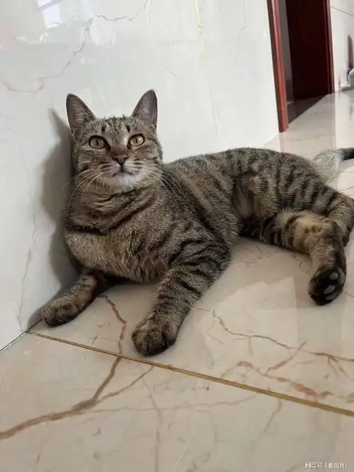 我的猫在别人眼里是丑猫,可在我眼里它是家人,猫没了我伤心欲绝