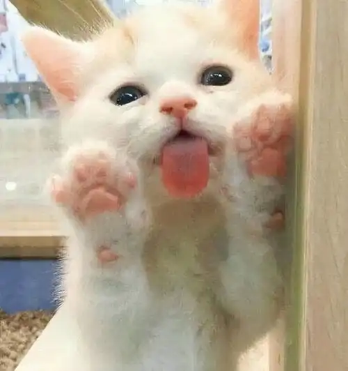 猫咪若是有这些行为语言,可能它比你想象中更爱你
