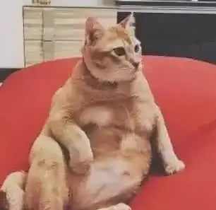 辟谣假装丢猫并不会让猫变乖,弃猫效应的真相是