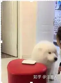 女主人让萨摩耶看好火腿,不料被男主人吃了,狗狗委屈得哭了