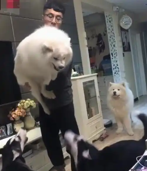 狗狗们争风吃醋求抱抱,男子一把抱起萨摩耶,二哈的反应亮了