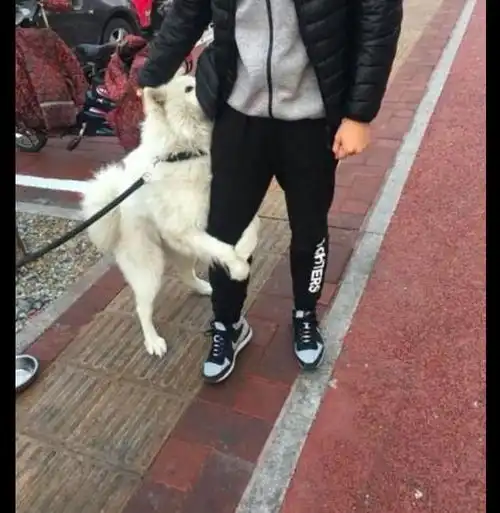 网友把萨摩耶拴在了路边,结果它抱着路过帅哥的大腿就不松爪了
