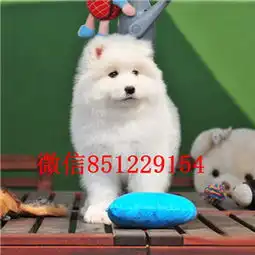 出售精品萨摩耶打完疫苗证书齐全提供养狗指导