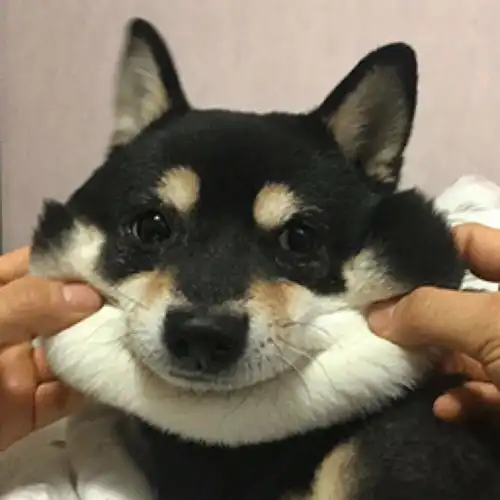 这是谁家狗丢了怎么长的那么潦草
