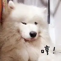 微信萨摩耶头像高清微信头像图片大全