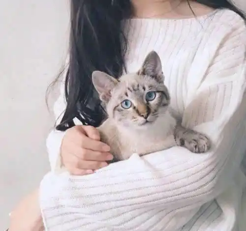 连抱猫的姿势都错了,猫咪喜欢你才怪呢