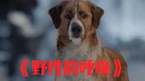 野性的呼唤,一条宠物狗,逆袭成狼王的励志故事